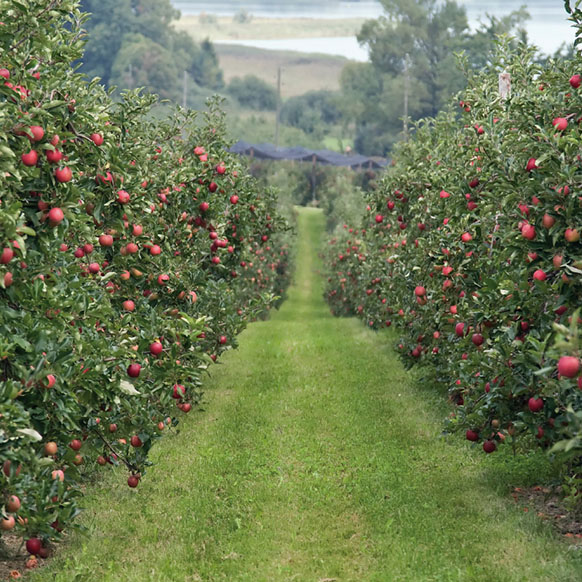 campo manzanas